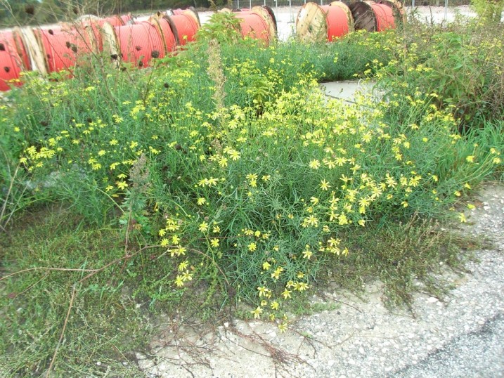 Senecio inaequidens / Senecione sudafricano